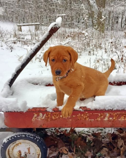 fox-red-labrador-in-the-snow-paint-by-numbers