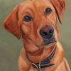 fox-red-labrador-paint-by-numbers-1-510x639