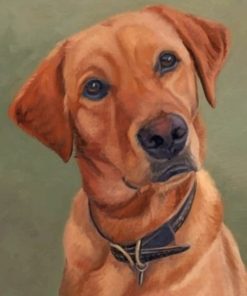 fox-red-labrador-paint-by-numbers-1-510x639