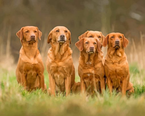 fox-red-labrador-sauqd-paint-by-numbers