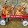 fox-red-labradors-paint-by-numbers