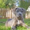 grey-cane-corso-paint-by-numbers