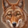 happy-coyote-paint-by-numbers