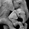 mum-elephant-and-her-baby-paint-by-numbers