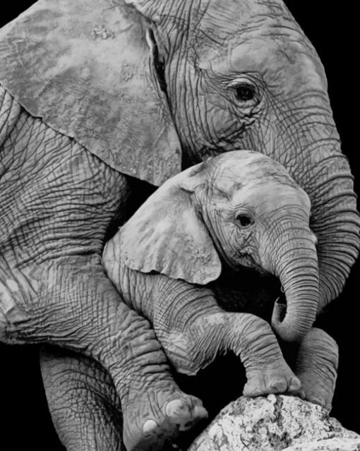 mum-elephant-and-her-baby-paint-by-numbers