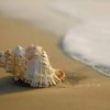 Seashell On Sand paint by numbers