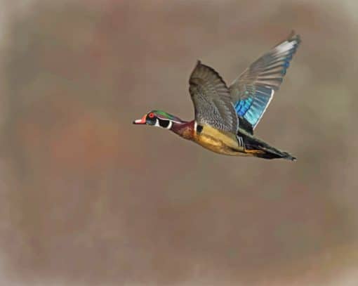 wood-duck-flight-paint-by-numbers
