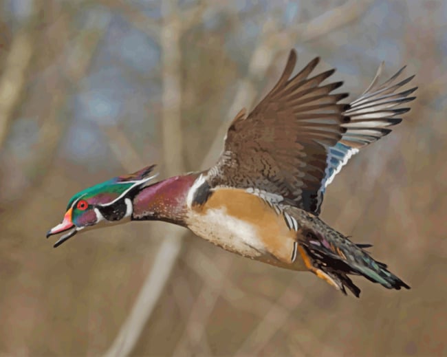 wood-duck-paint-by-numbers