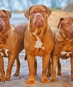 Three Dogue de Bordeaux Paint by numbers