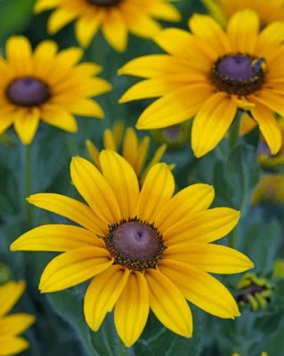 Blossom Black Eyed Susan paint by numbers