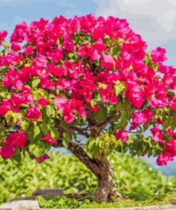 Bougainvillea Bonsai Paint by numbers