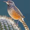 Cactus Wren Paint by numbers