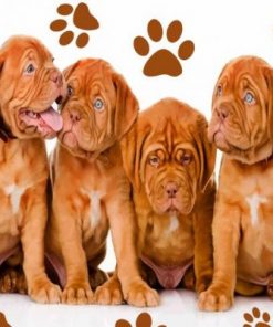 Dogue de Bordeaux Pets Paint by numbers