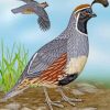 Gambel's Quail Paint by numbers