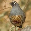 Gambel's Quail Bird Paint by numbers