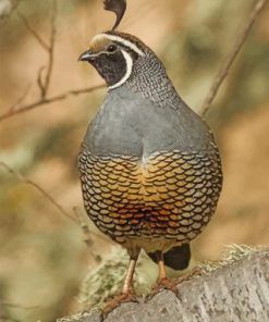 Gambel's Quail Bird Paint by numbers