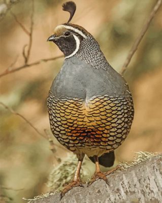 Gambel's Quail Bird Paint by numbers