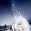 Good-Night-White-Rose-DIY-Flowers-Paint-By-Numbers-PBN-22401