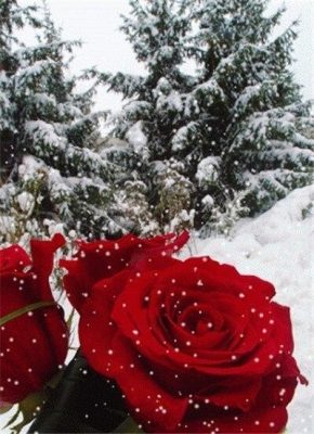 Beautiful Roses In Winter Paint by numbers
