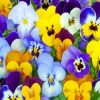 Purple And Yellow Pansy Paint by numbers