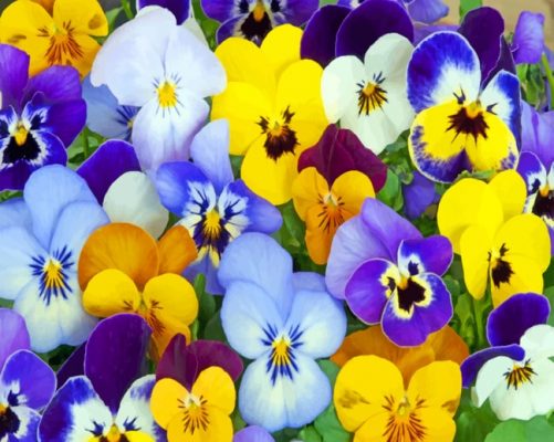 Purple And Yellow Pansy Paint by numbers