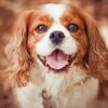 Cavalier King Charles Dog Paint by numbers