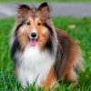 adorable-shelties-paint-by-numbers