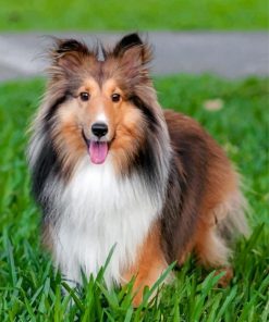 adorable-shelties-paint-by-numbers