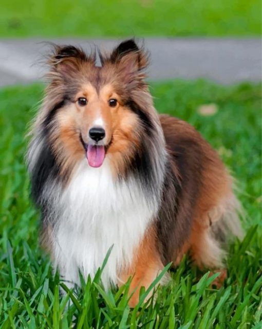 adorable-shelties-paint-by-numbers