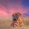 Aesthetic Bullmastiff Paint by numbers