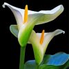 Aesthetic Arum Lilies Paint by numbers