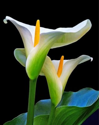 Aesthetic Arum Lilies Paint by numbers