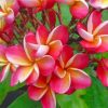 Aesthetic Frangipani Paint by numbers