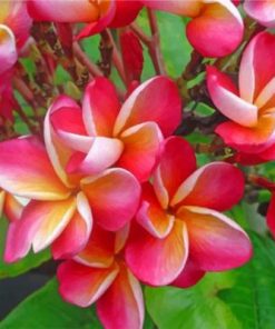 Aesthetic Frangipani Paint by numbers