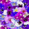 Aesthetic Pansy Flowers Paint by numbers