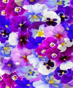 Aesthetic Pansy Flowers Paint by numbers