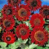 Red Sunflowers Paint by numbers