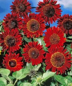 Red Sunflowers Paint by numbers
