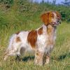 Aesthetic Brittany Spaniel paint by numbers