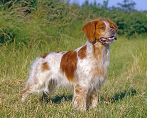 Aesthetic Brittany Spaniel paint by numbers