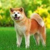 Akita Dog Paint by numbers