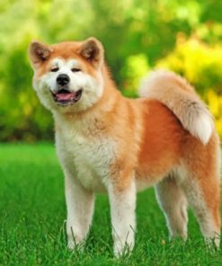 Akita Dog Paint by numbers