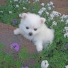 american-eskimo-dog-paint-by-number-1