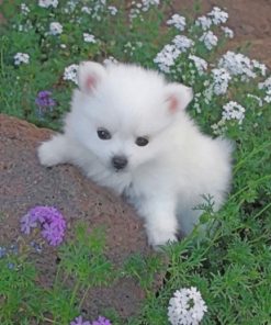 american-eskimo-dog-paint-by-number-1