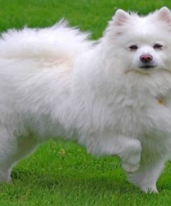american-eskimo-dog-paint-by-number
