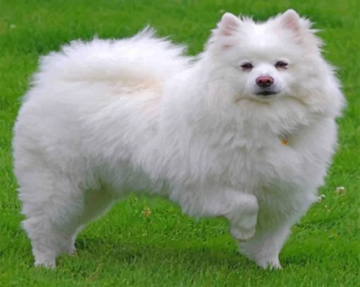 american-eskimo-dog-paint-by-number