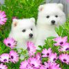 american-eskimo-dog-with-daisy-flowers-paint-by-numbers