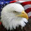 American Flag Eagle Bird Paint by numbers
