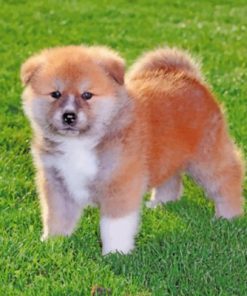 Baby Akita Paint by numbers