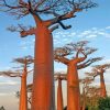 Baobab Trees paint by numbers